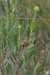 Bushy seaside tansy